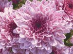 (image for) Purple Cluster